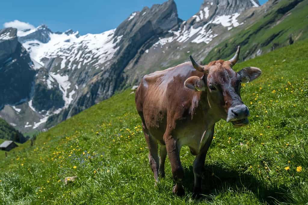 Cow walking on green grass in front of massive snow-capped mountains in Switzerland