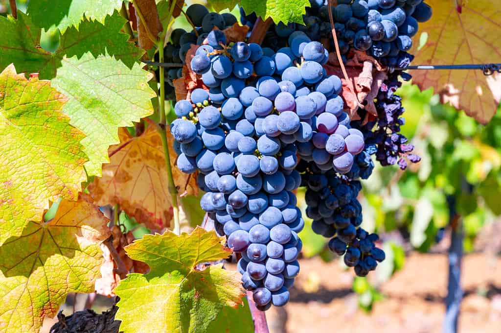 Photo of Black Syrah grapes hanging in a wineyard underneath a canory of grape leaves