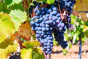 Photo of Black Syrah grapes hanging in a wineyard underneath a canory of grape leaves