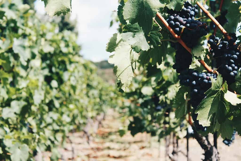 Grapes and grapevines hanging on the vines. Warm climate with dry soil. Australia
