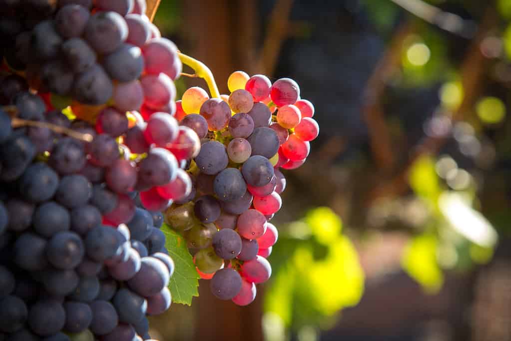 Bunch of Grenache grapes on a vine backlit with sunlight.