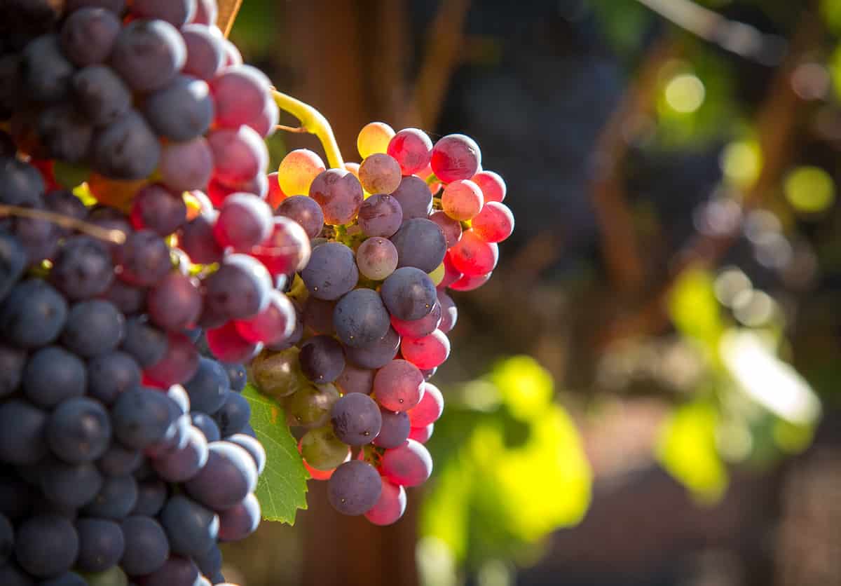 Grenache Wine Grapes Bunch of Grenache grapes on a vine backlit with sunlight.