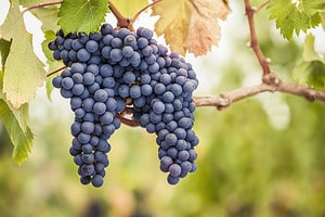 Small berries in a double cluster of grapes hanging from grapevine. Leaves are autumnal as golden with peachy accents.