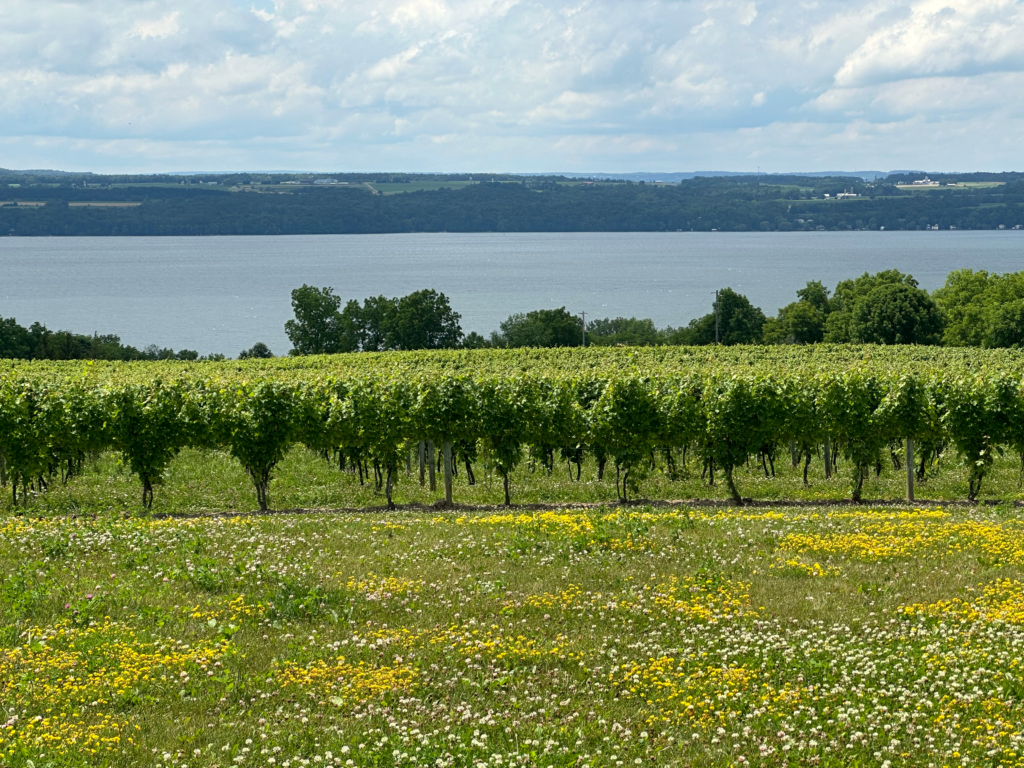 Vineyard and mustard in forefront with Seneca Lake in back