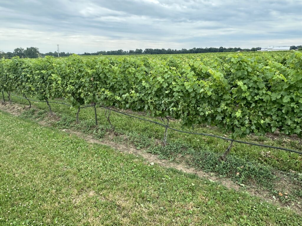 Shot of a beautiful vineyard at the peak of summer - all shades of bright green