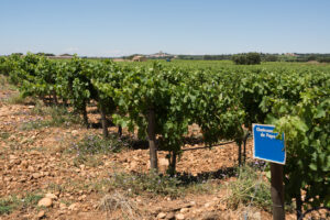 vineyards at Chateauneuf du Pape, Provence, France (selective focus)