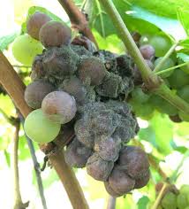 Botrytis Cinerea Image of grape cluster with some of the berries diseased with botrytis, showing signs fo mold and shriveling