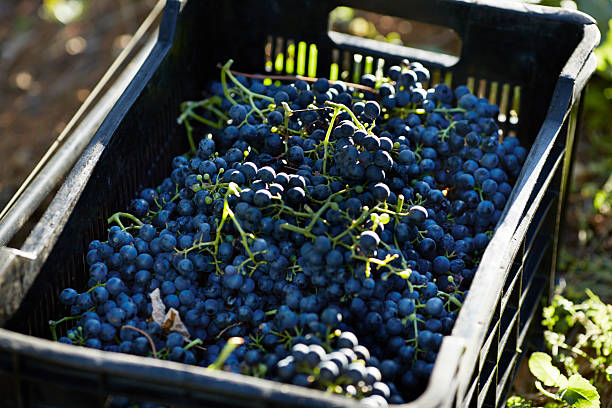 Sustainable wine farm Box on the ground filled with black Petit Verdot grapes freshly picked grapes.