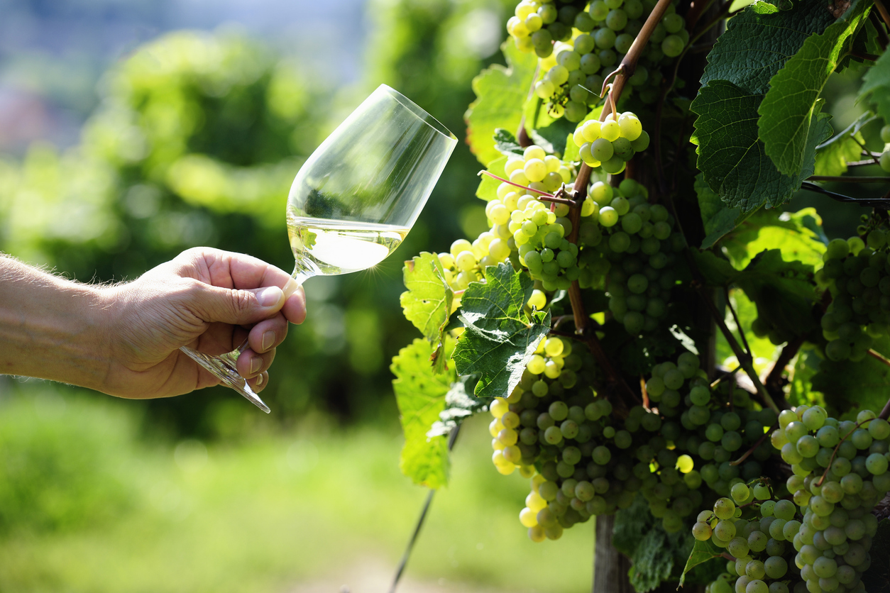 Glass of white Wine and riesling grapes Glass of white Wine (Riesling) and riesling grapes