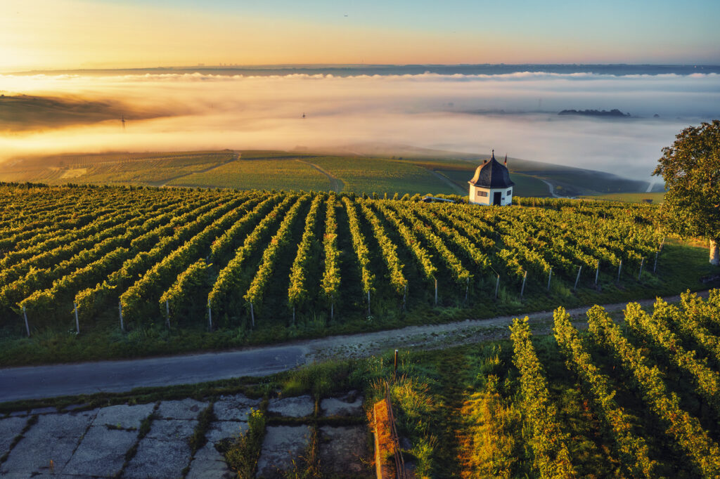 Bird's-eye view over the vines into the Rhine Valley near Eltville/Germany, covered in morning mist, in autumn at sunrise
