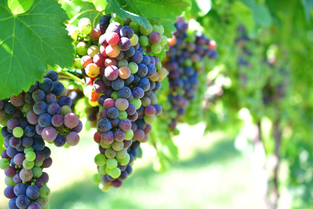 Grapes on the vine. Some grapes are green, some are dark or in various stages of veraison