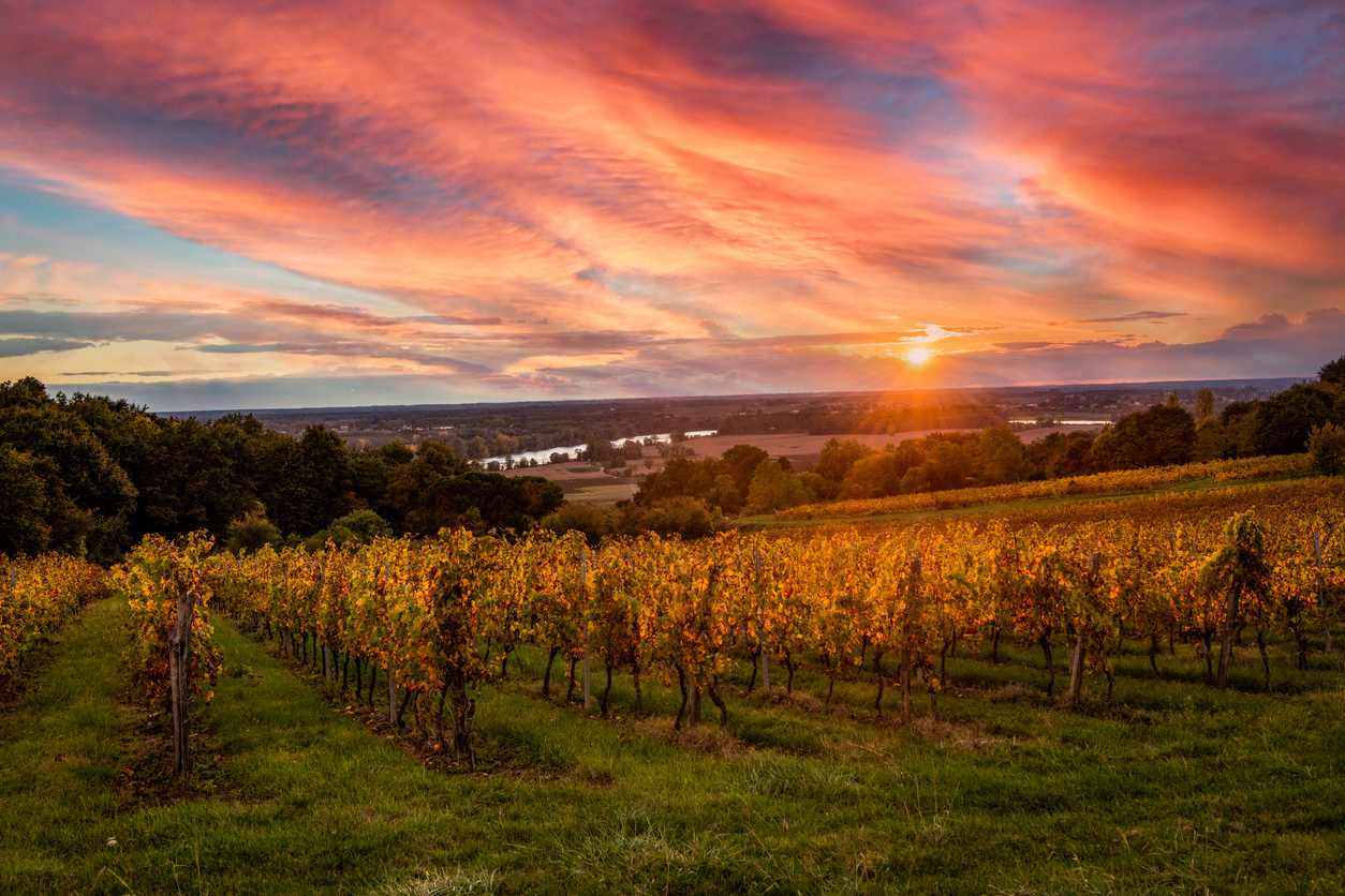 Bordeaux Vineyard at sunrise in autumn, Langoiran, Gironde Vineyards of Entre-Deux-Mers. Fencepost with vineyards behind at sundown. Sky is coral, purple and blue as sun sets in a spray of gold.