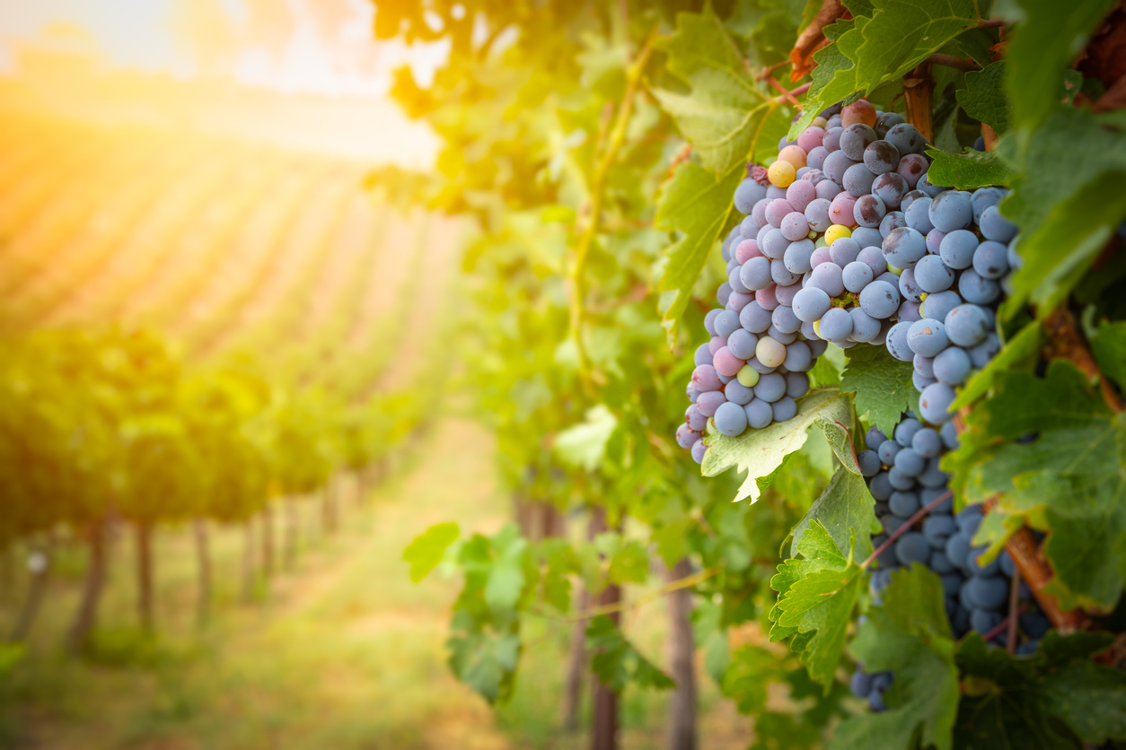 Merlot grapes ripening in the forefront and sun shining over vineyard in the background