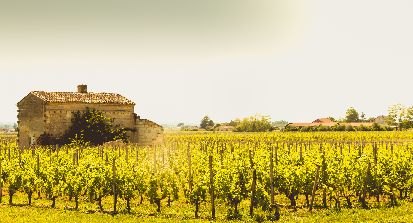 vineyard of Saint-Emilion, France, near Bordeaux at the end of spring 2017 vineyard of Saint-Emilion, in France, near Bordeaux
