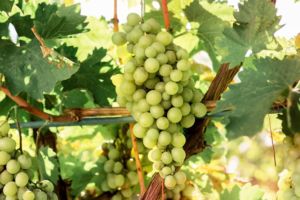 Close-up ripe bunch of white Grapes on Vine for wine making. Autumn grapes harvest, fresh fruits. Chardonnay, Chenin Blanc, Muscat, Pinot Blanc, Riesling, Sauvignon Blanc grape sort