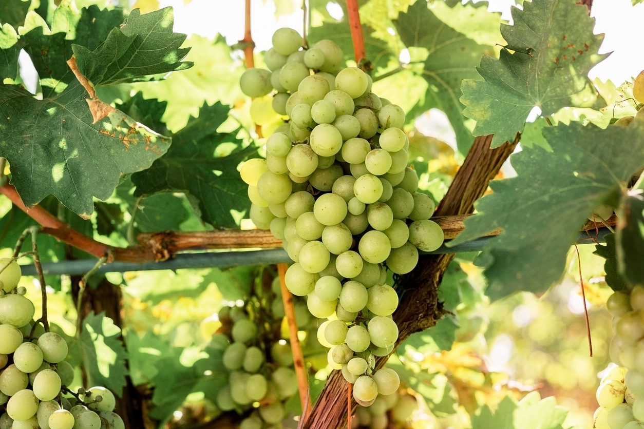 Close-up ripe bunch of white Grapes on Vine for wine making. Autumn grapes harvest, fresh fruits. Chardonnay, Chenin Blanc, Muscat, Pinot Blanc, Riesling, Sauvignon Blanc grape sort. Close-up ripe bunch of white Grapes on Vine for wine making. Autumn grapes harvest, fresh fruits. Chardonnay, Chenin Blanc, Muscat, Pinot Blanc, Riesling, Sauvignon Blanc grape sort