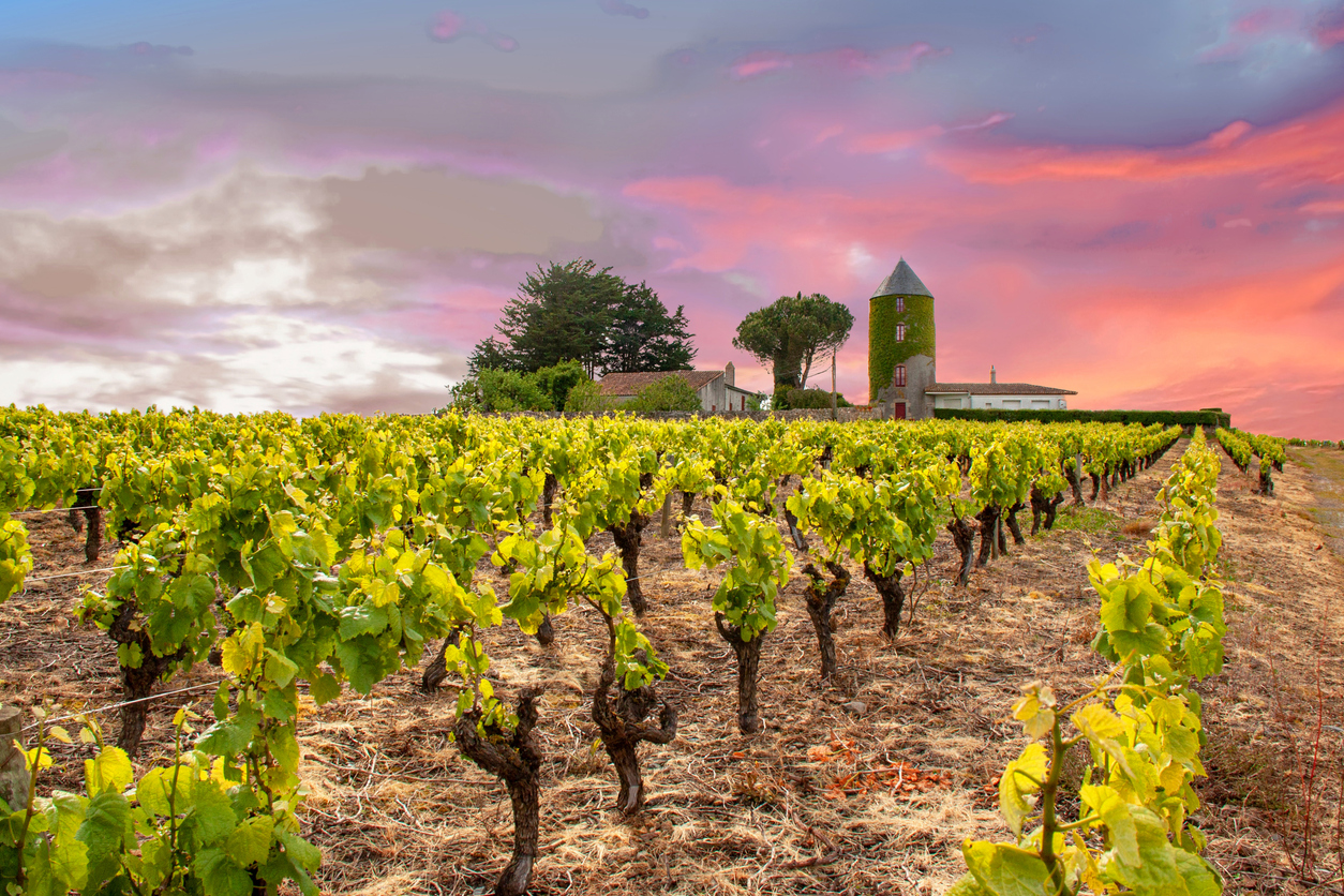 Monnières. Nantes vineyard in the spring. Loire-Atlantique. Loire Country