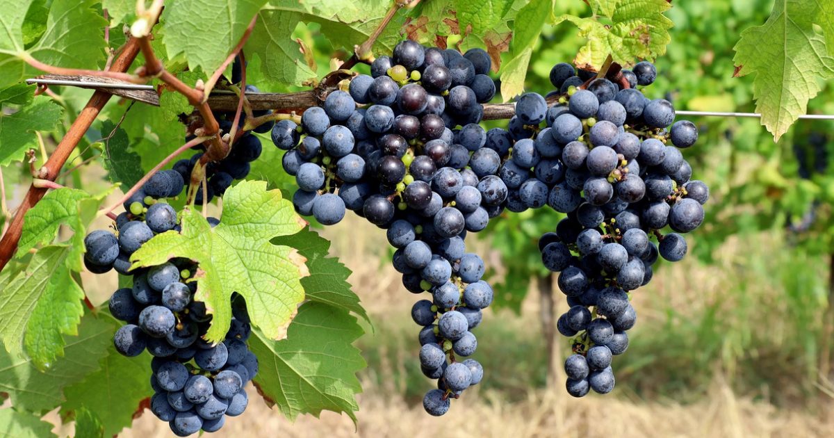 260222 – Cabernet Franc Grapes – 1200×675 Cabernet Franc grapes on the vine in full bloom - black grapes with full leaf canopy