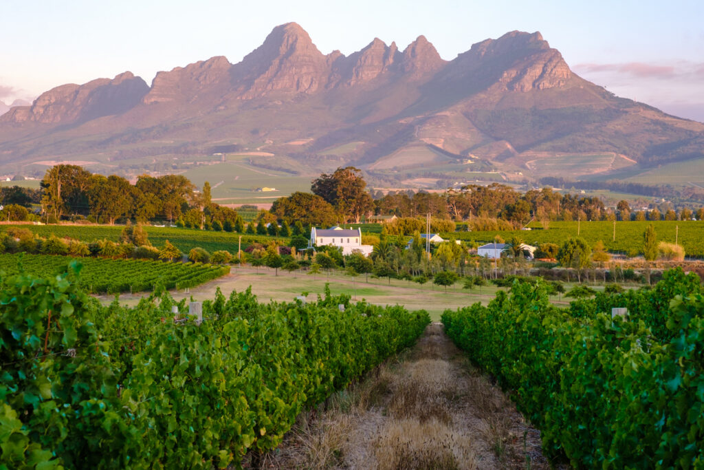 Vineyard landscape at sunset with mountains in Stellenbosch, near Cape Town, South Africa. wine grapes on the vine in the vineyard Western Cape South Africa during summer