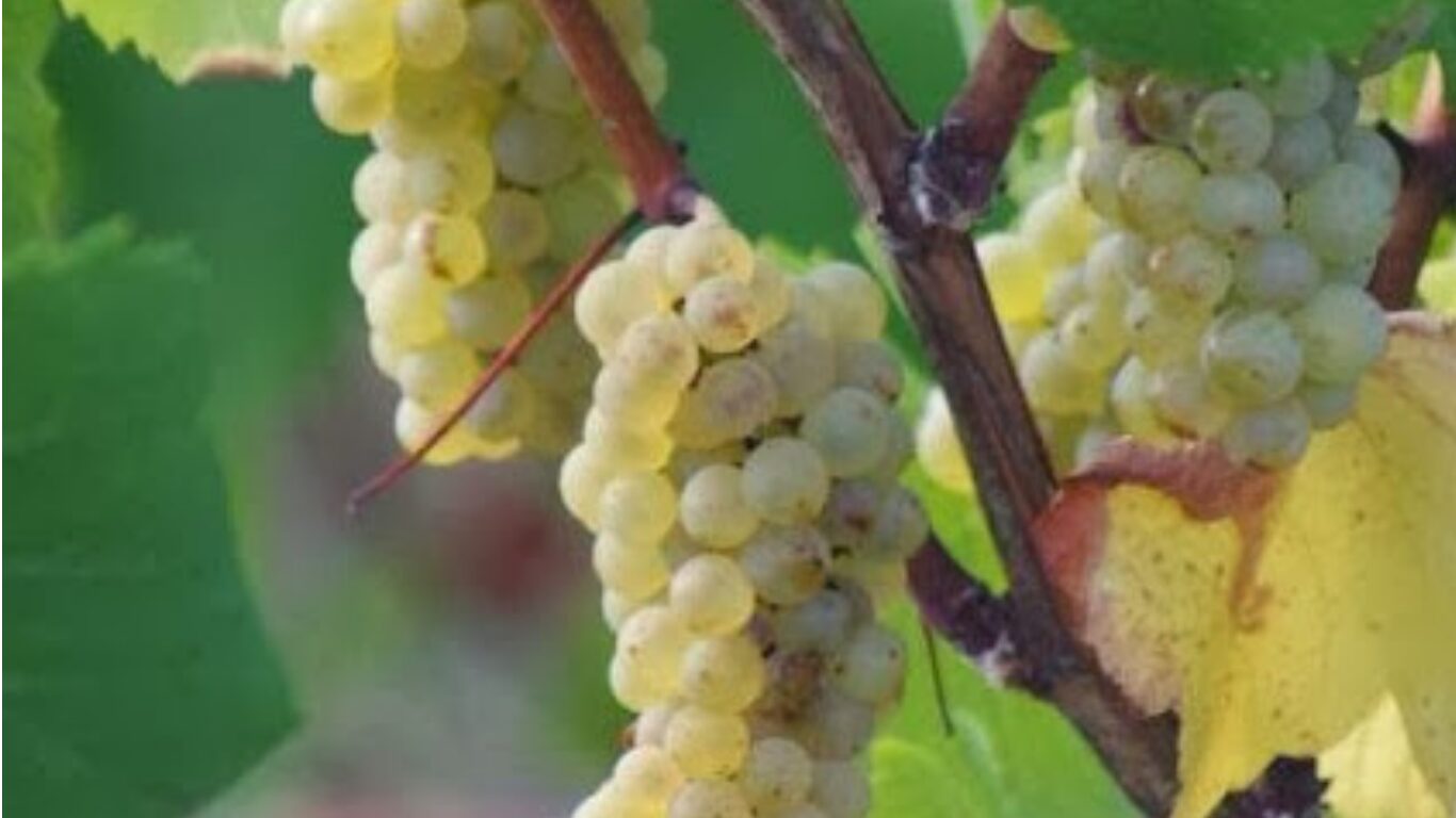 Muscadet – Melon de Bourgogne