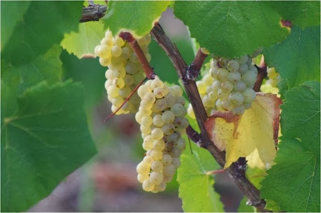 Muscadet grapes on the vine in the Loire Valley