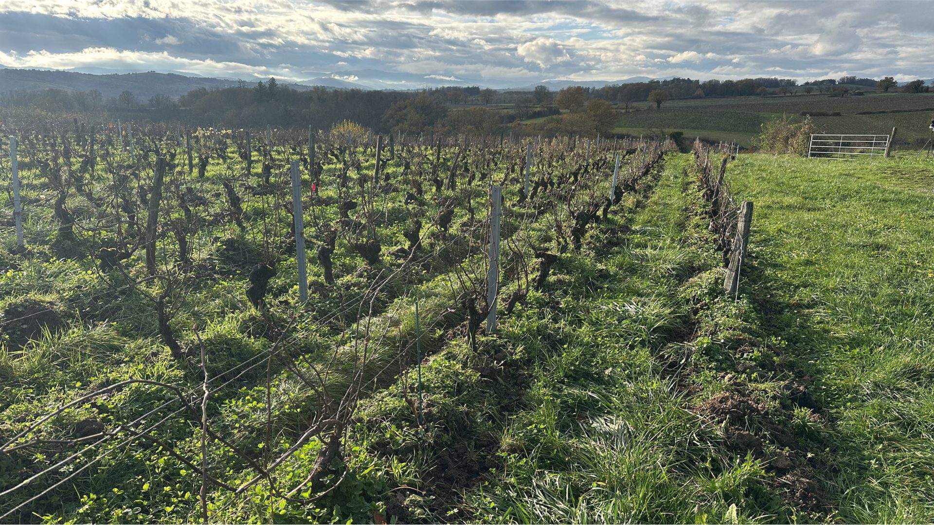 Beaujolais 1920×1080 Full view of a vineyard in Beaujolais during fall (no leaves) and the Mountains in the background