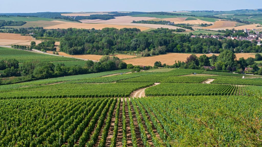 Rolling hills of grapevines in the Beaune region