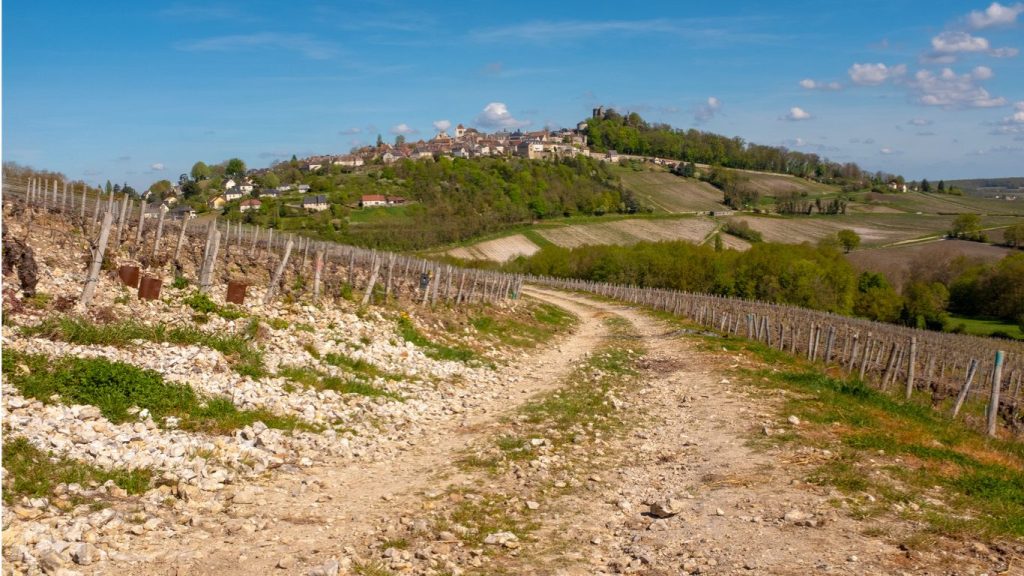 Shows vineyard view with flint soils outside the village of Sancerre