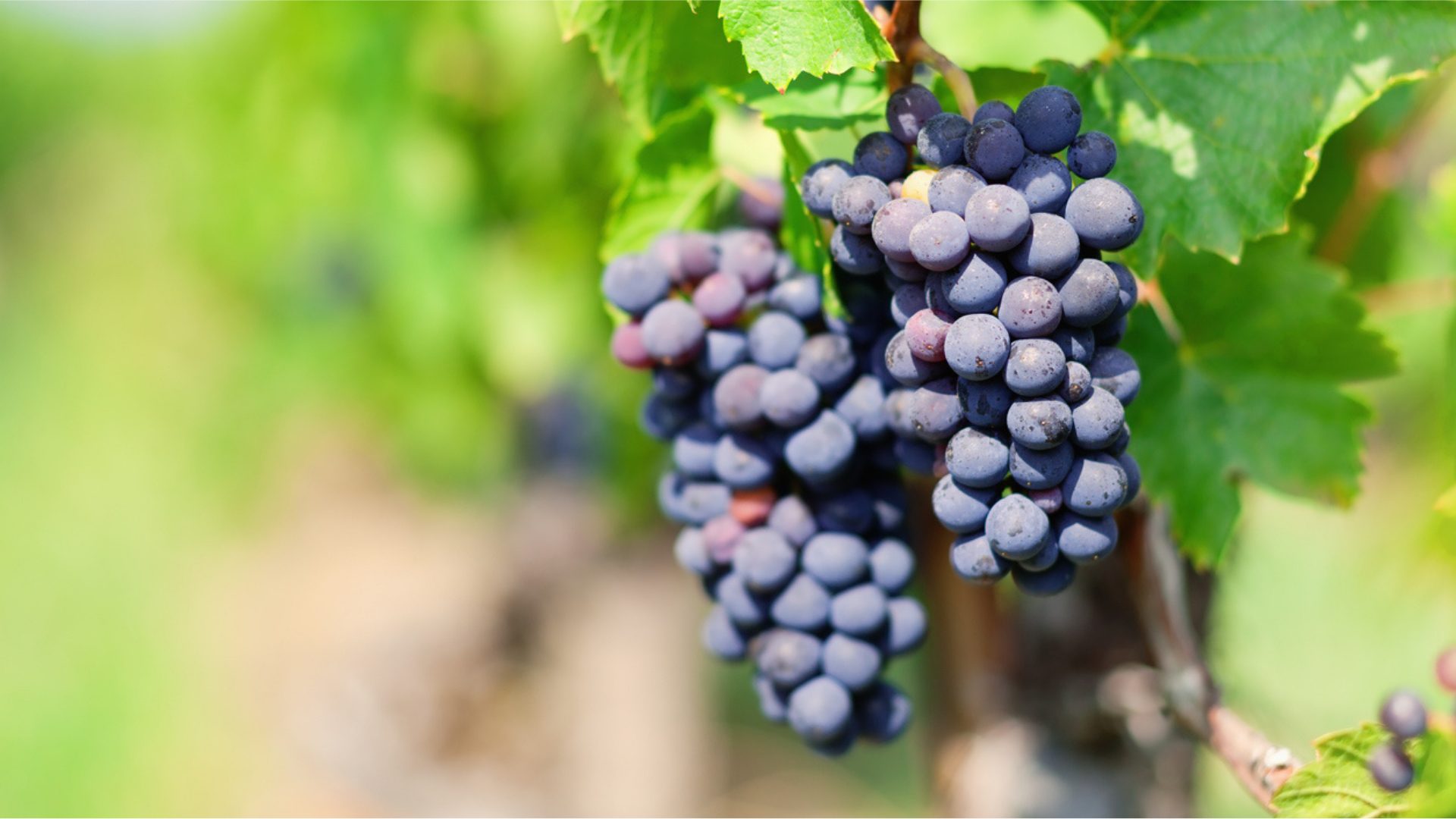Gamay 1920×1080 Two bunches of Gamay grapes - purple with small red berries coming through, hang on the vine surrounded by grapeleaves