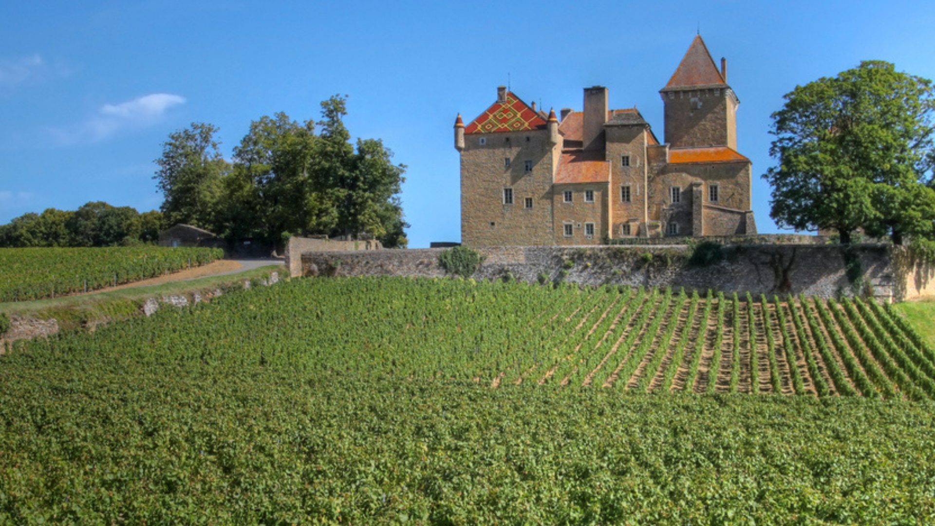 Macon Vineyard Spring 1920×1080 Beautiful green vineyard rolling down hill with medieval castle on hilltop behind.