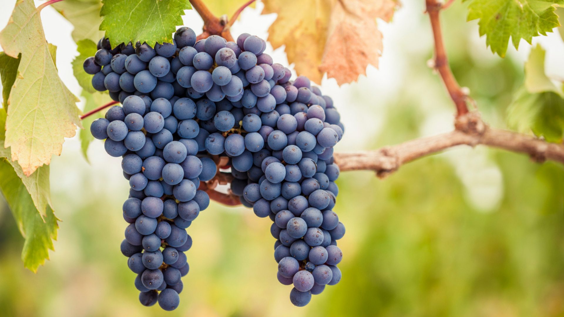 Pinot Noir Grapes 1920×1080