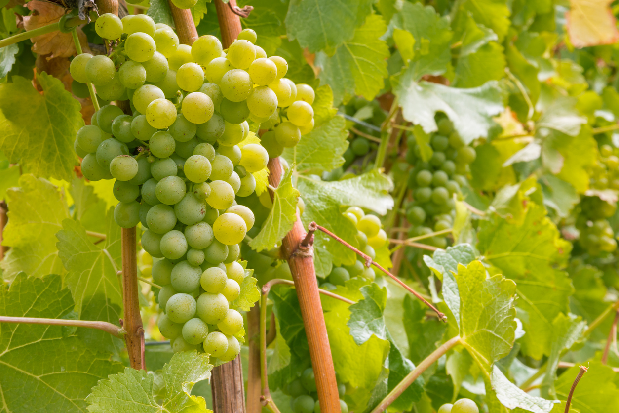 ripe sauvignon blanc grapes on vine in vineyard with blurred background and copy space Bunch of green Sauvignon Blanc grapes in full bloom hanging from the vine and surrounded by a lush green canopy of leaves in summer