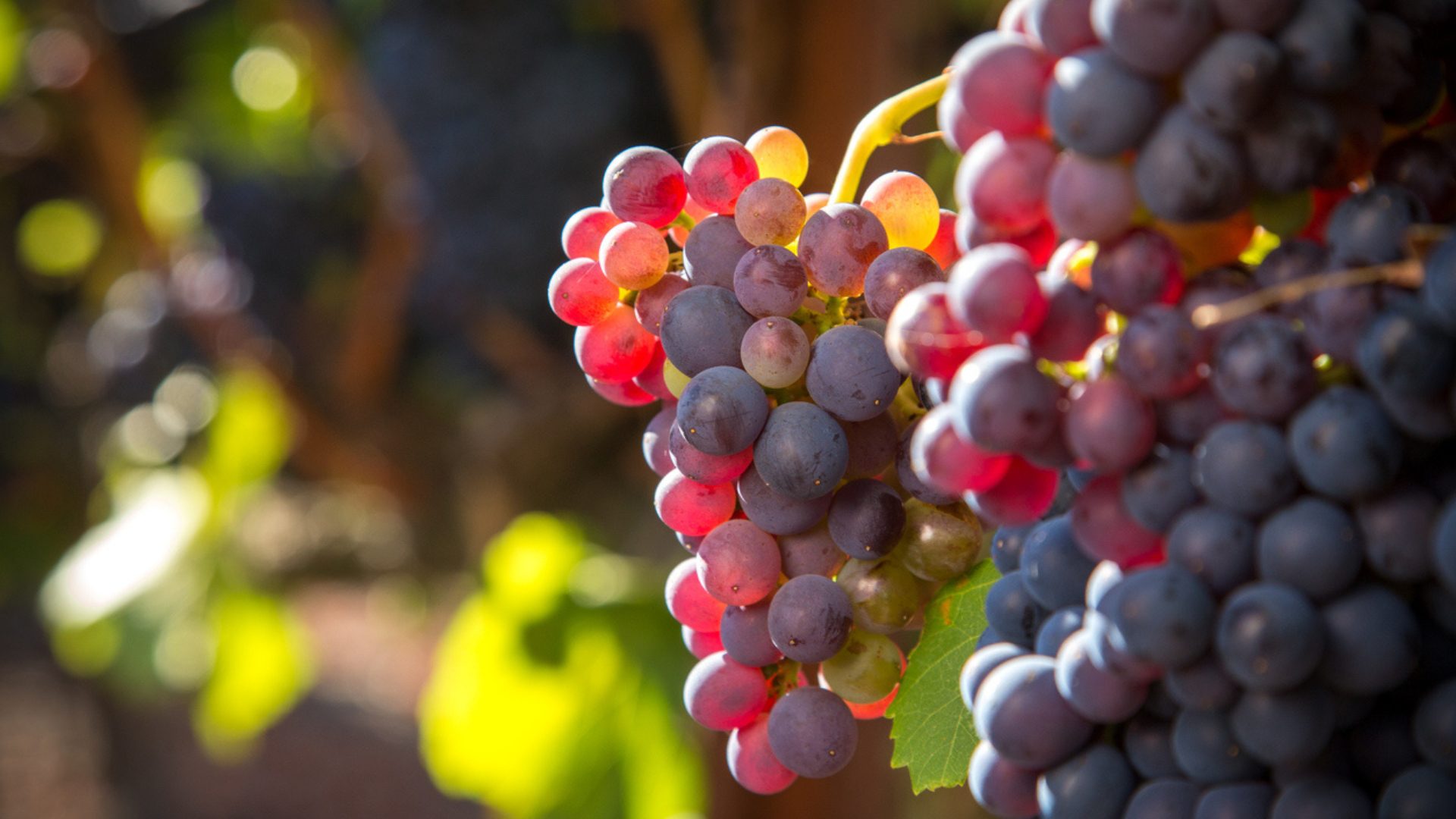 Grenache grapes 1920×1080