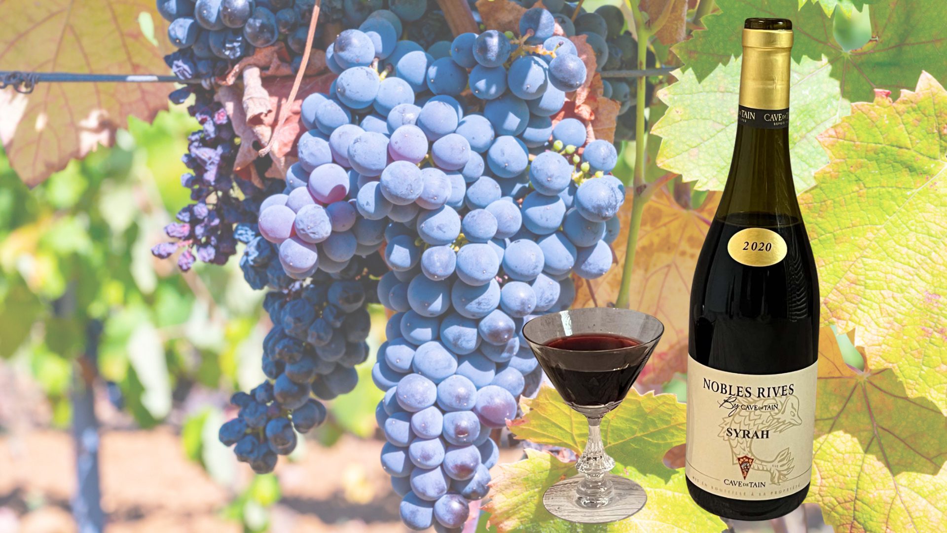 Syrah Bottle over Syrah Grapes 1920×1080