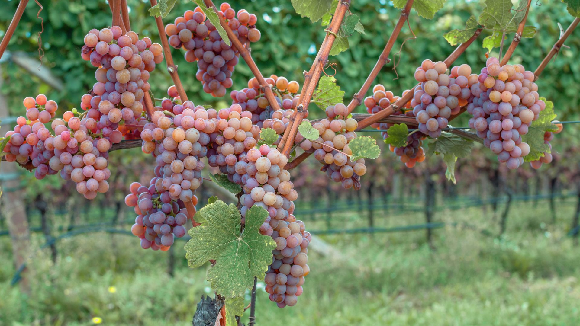 Gewurztraminer Grapes 1920×1080