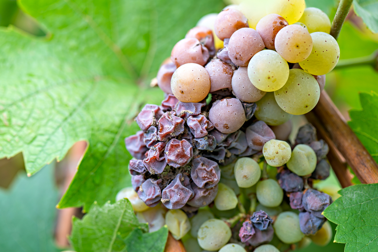 Noble rot of a wine grape, grapes with mold