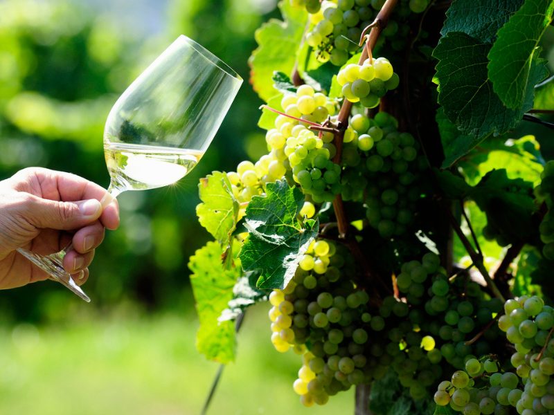Riesling w Grapes 800×600