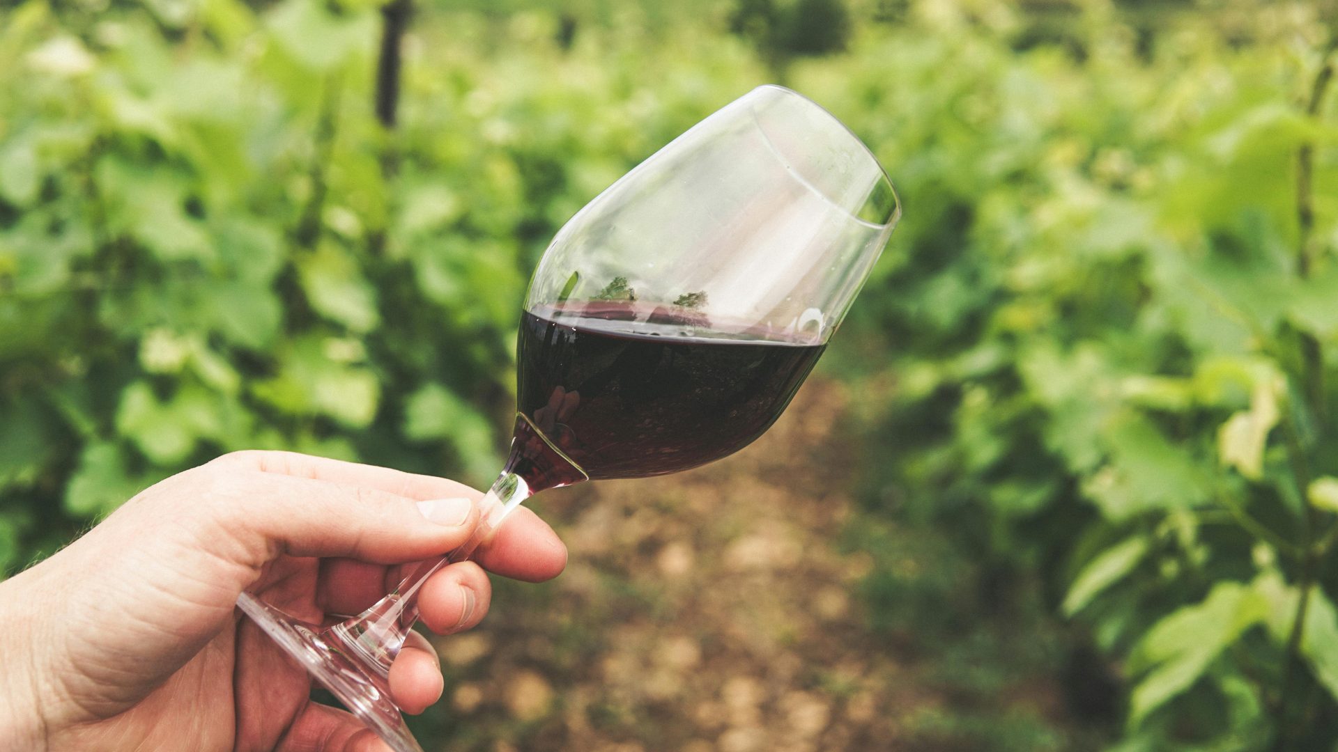 Pinot Noir: The Grape That Punishes Winemakers and Rewards Patience