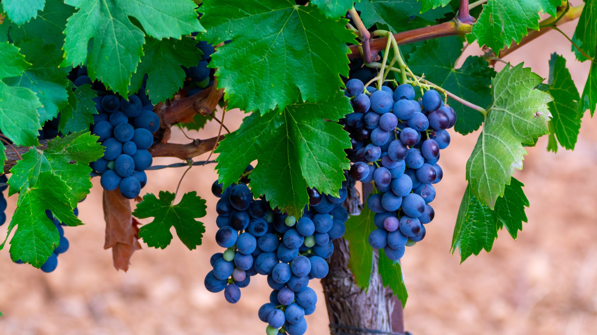Grenache Syrah Mourvedre Grapes 1920 x 1080