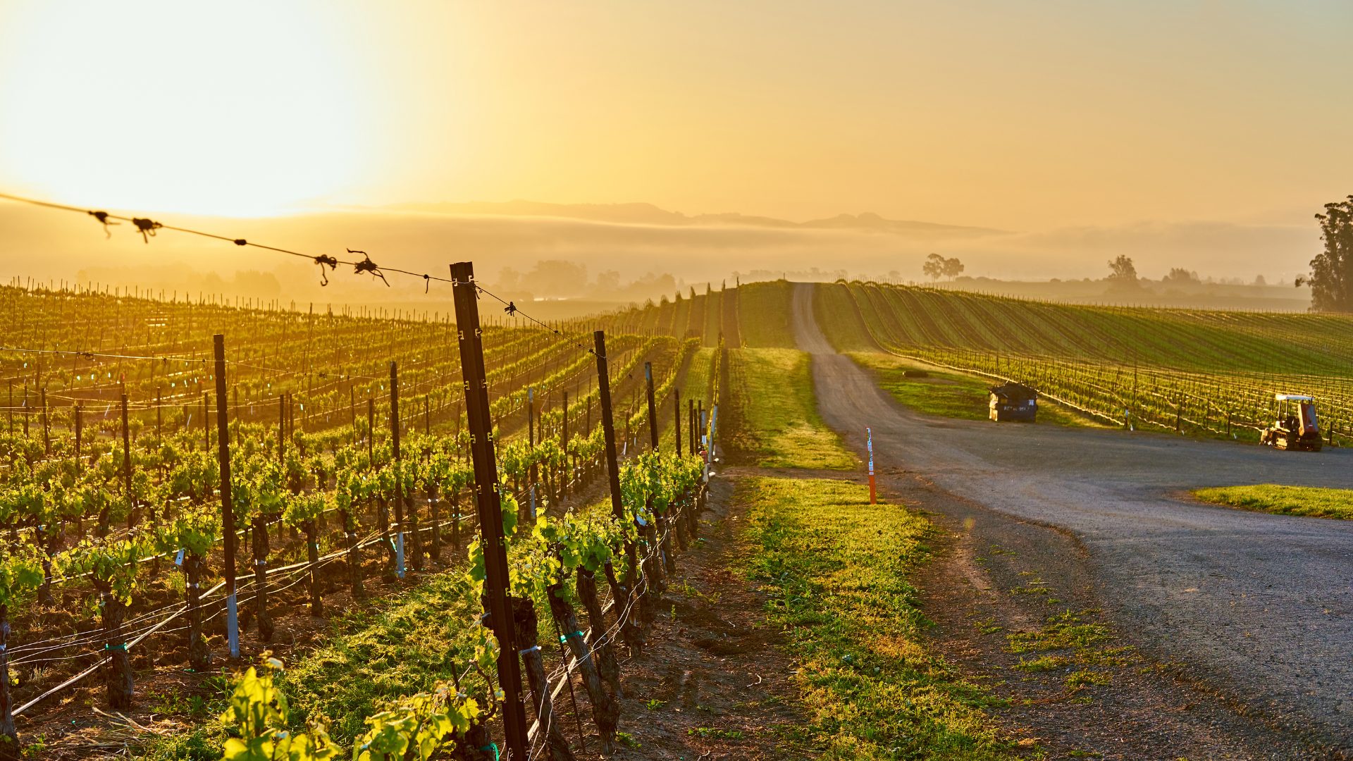 Sun-Drenched California Vineyard 1920 x 1080
