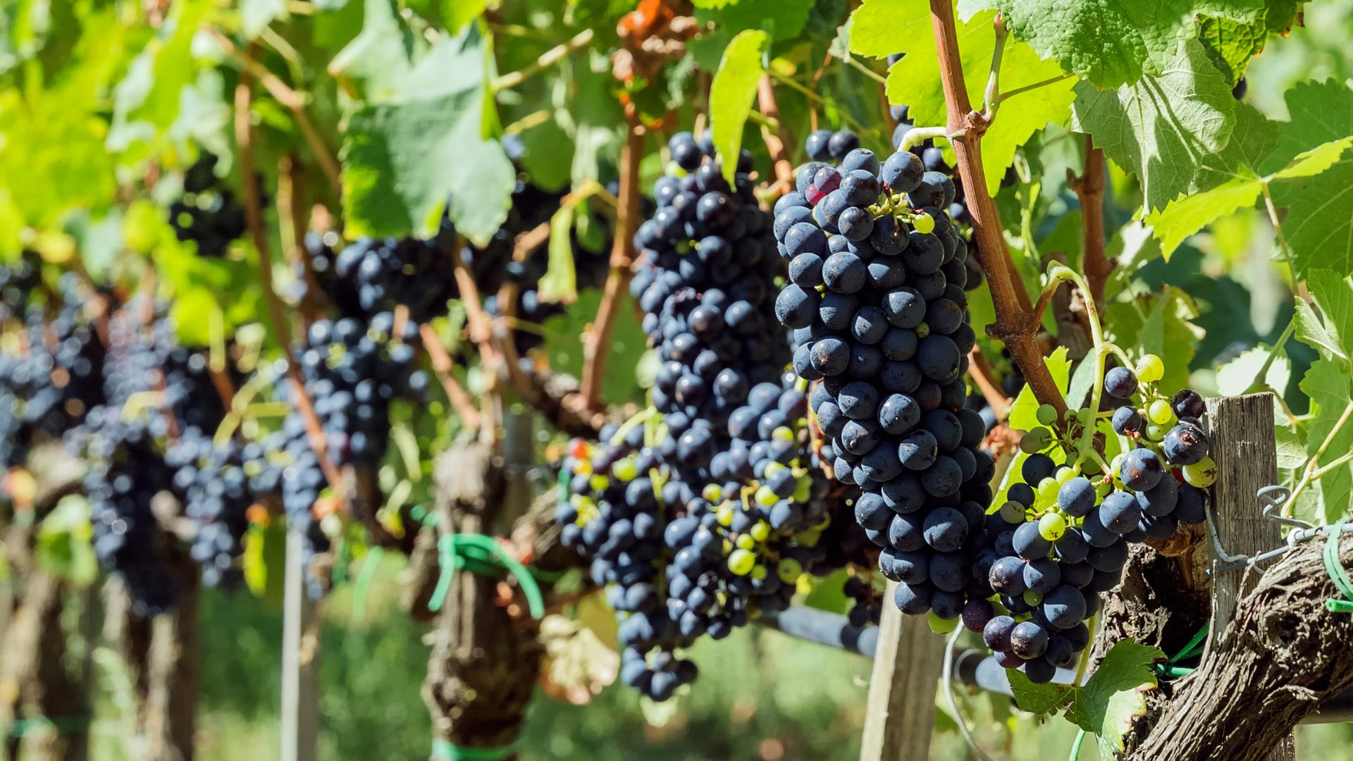 Syrah Grapes 1920 x 1080