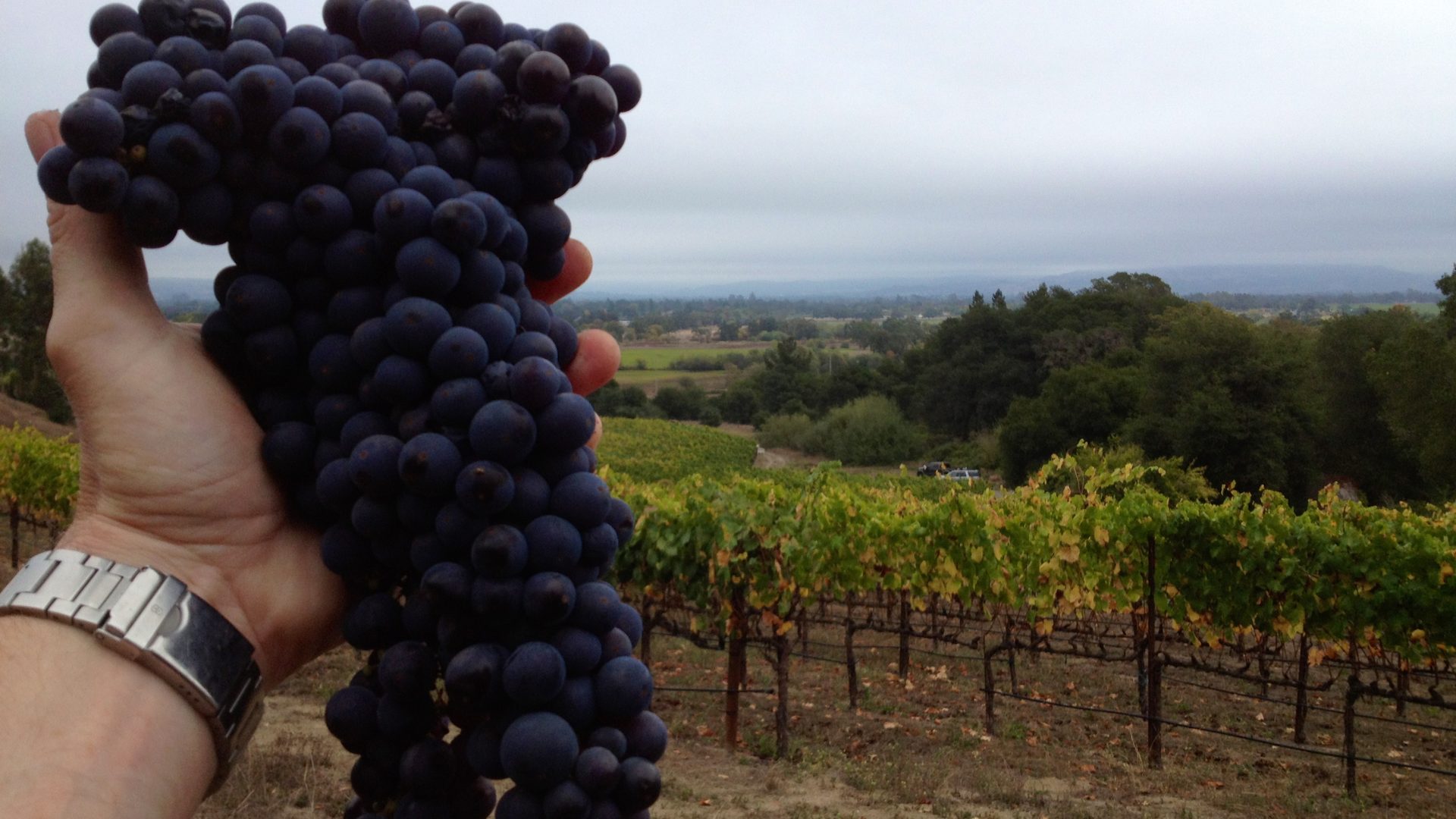 Zinfandel Grapes Dark Cluster 1920 x 1080