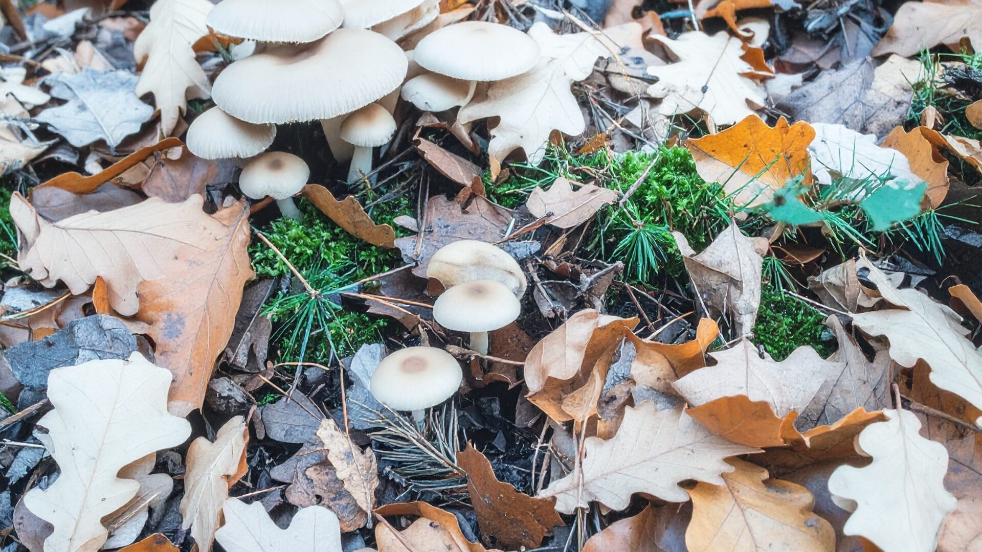 Forest Floor Mushroom Leaves Image of mushrooms scattered on the ground amongst pine needles and fallen leaves