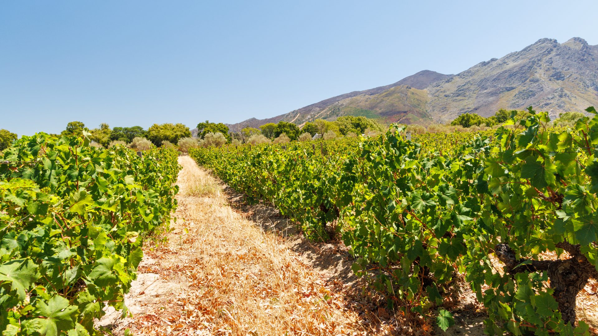 High Desert Wine Country 1920 x 1080
