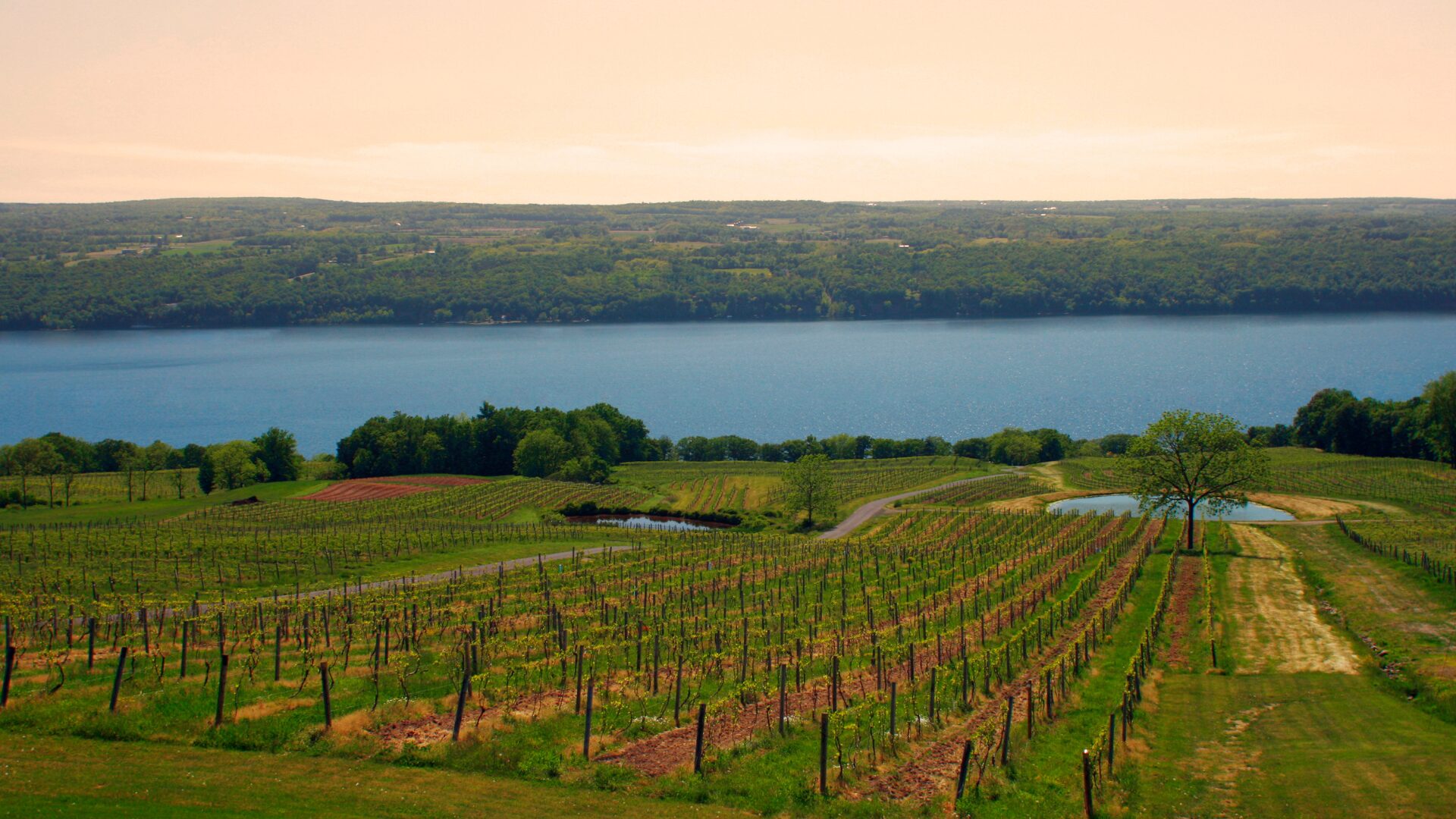 The Wine Grows Where Winter Should Kill It