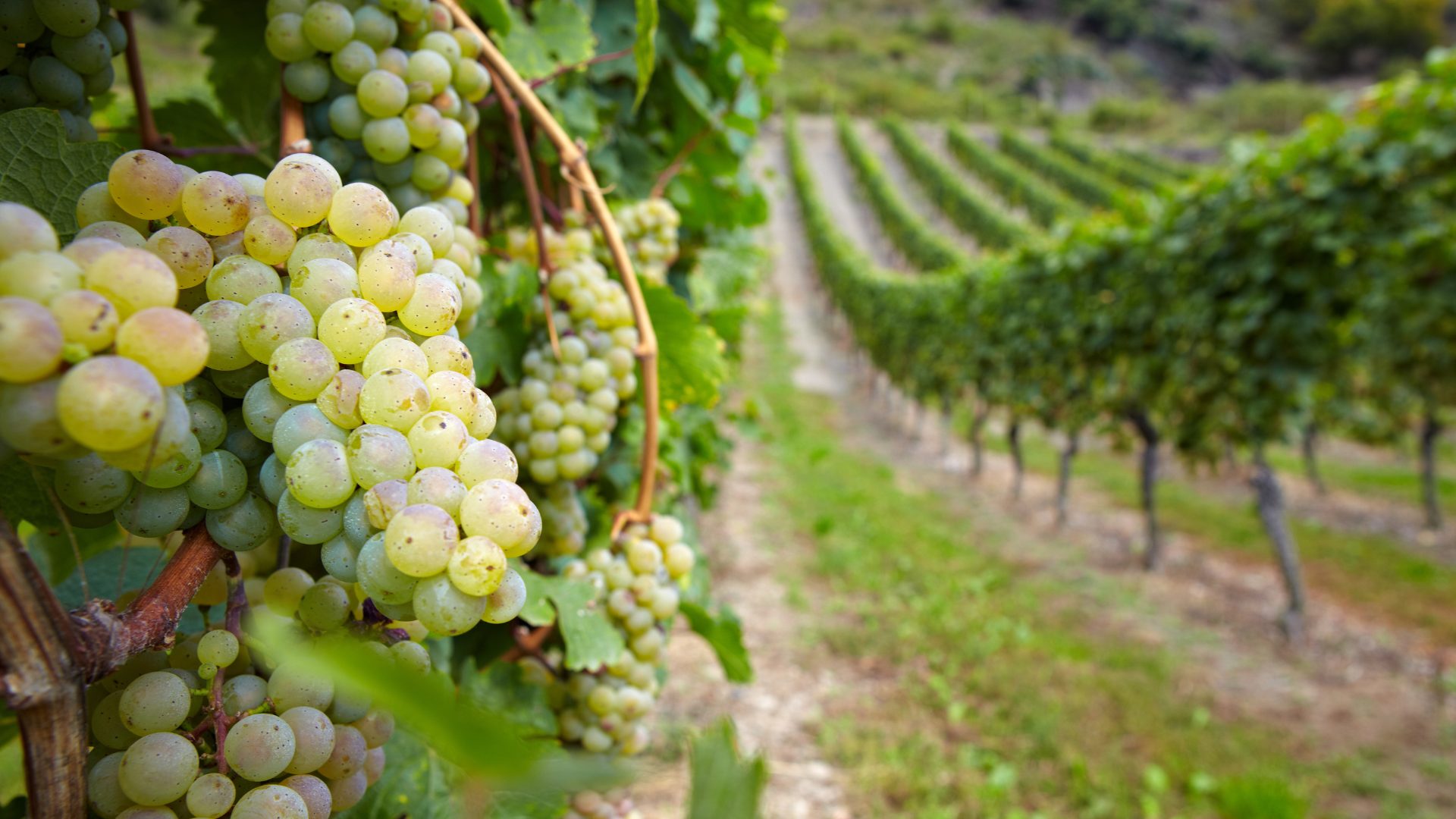 Riesling Grapes Vineyards 1920 x 1080