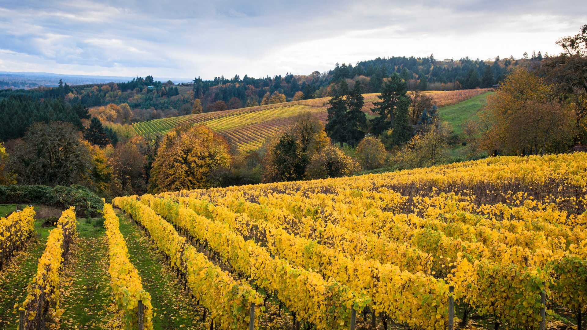 Willamette-Valley-Vineyard-Oregon-1920×1080-1.webp